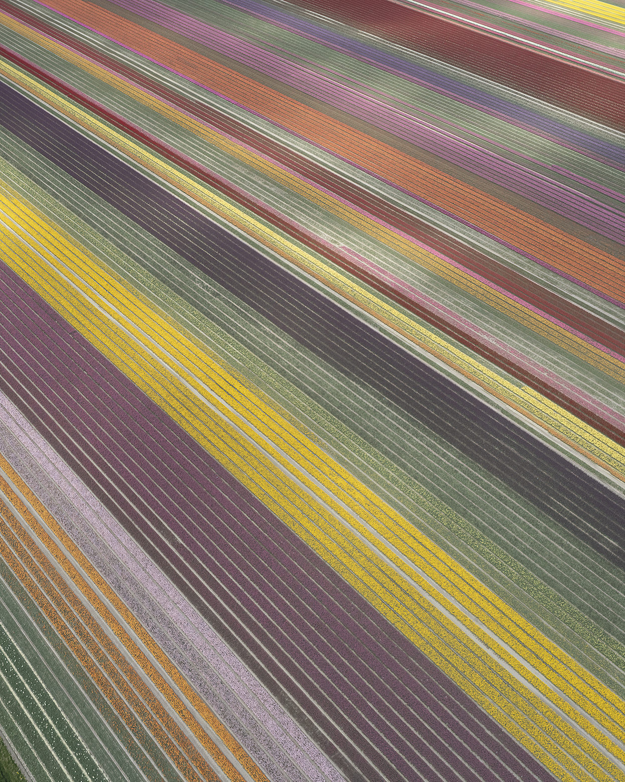 Holandia, 2021 | Piotr Bratosiewicz