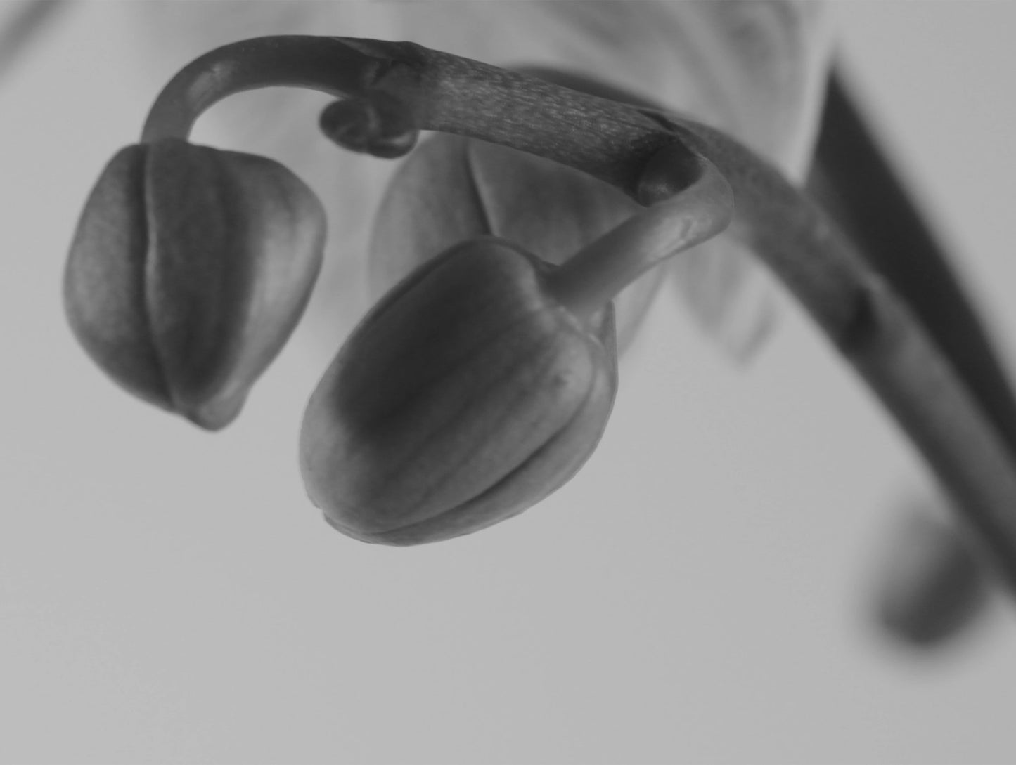 Nodes, I | Agnieszka Mastalerz | OprawionaPrint+Oprawa - Banda Editions