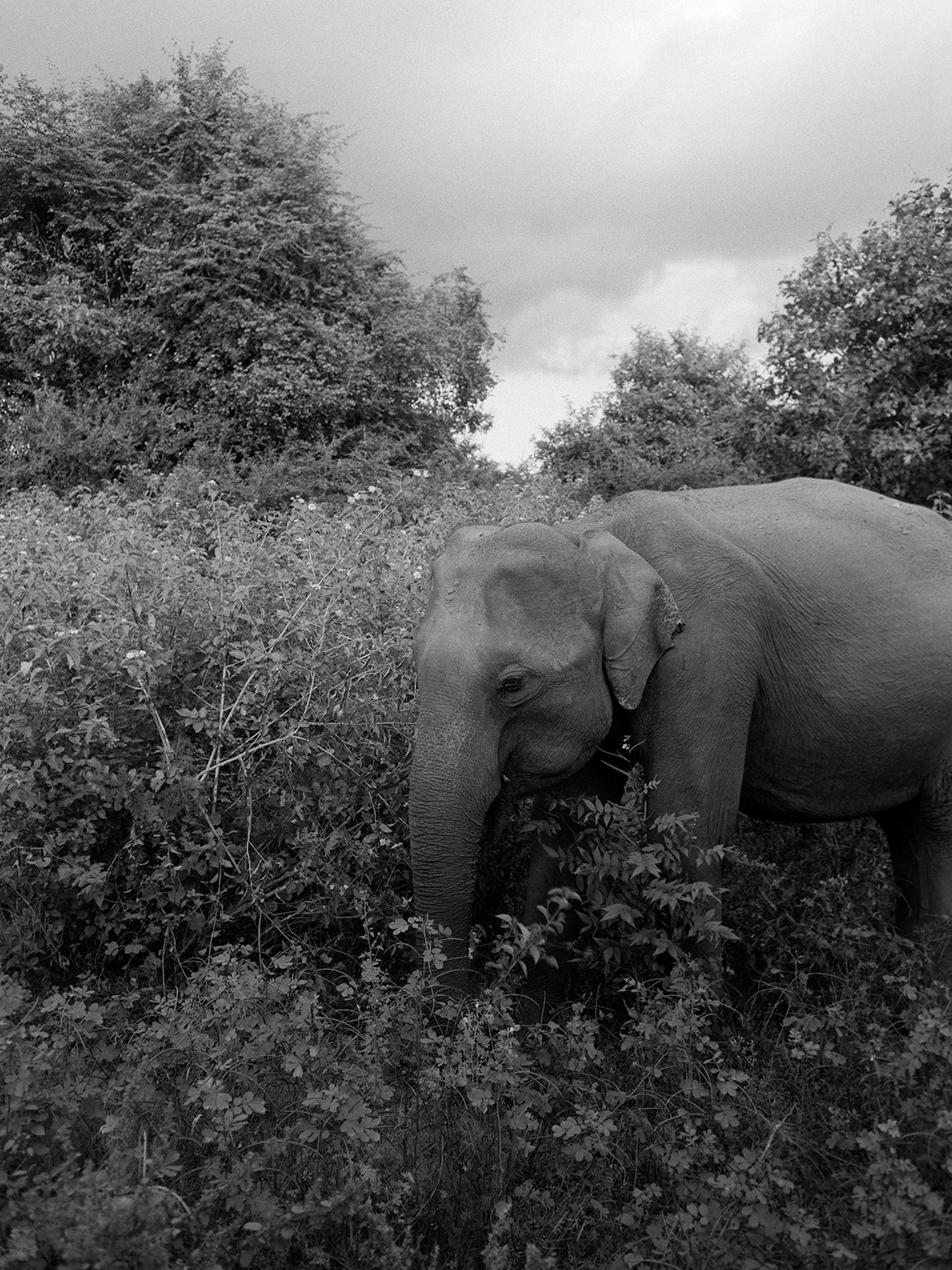 The Elephant Blended Into The Bushes | Natalia Poniatowska